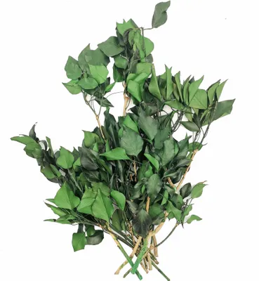 Produktbild von Stabilisiertes Efeu - Grün