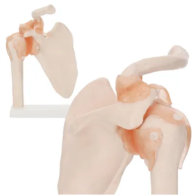 Obrázek produktu pro 4FIZJO Anatomický model ramenního kloubu 1:1
