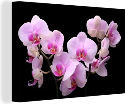 Zdjęcie produktu dla OneMillionCanvasses® - Obraz na płótnie - Obraz na płótnie - Orchidea - Kwiaty - Różowy - Flora - 150x100cm - Fotografia na płótnie
