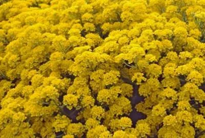 Produktbild von 6 x  Aurinia saxatilis 'Compacta' - Aurinia - Topf 9 x 9 cm