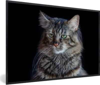 Produktbild von MuchoWow® Gerahmtes Poster Maine Coon Katze mit schwarzem Hintergrund 90x60 cm - Poster mit Schwarzem Bilderrahmen Wandposter Rahmen Foto Bilder - Fotorahmen - Foto-Plakat