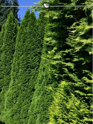 Produktbild von Lebensbaum Thuja Smaragd 180-200 cm, 10x Heckenpflanze