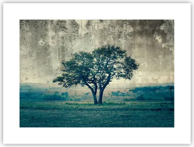 Produktbild von Poster - Poster ohne Rahmen - Baum Natur Feld - 40x30 cm - Wand Bild - Wanddeko - Wandbilder - Kunstposter - Wandposter - Bilder - Kunstdruck - Wanddekoration - Wandbild - P2XAA40x30-3627