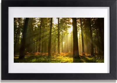 Produktbild von Bild 30x20 MDF-Rahmen Wandkunst Natur Wald Bäume