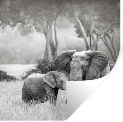 Produktbild von MuchoWow® Wandtattoo Wandsticker Wandaufkleber Elefant - Tiere - Natur - Schwarz und weiß 50x50 cm Selbstklebend und Repositionierbar - Selbstklebend - Fototapeten