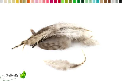 Produktbild von 10 Hahnenfedern Chinchilla 15-20cm, Farbauswahl:naturell