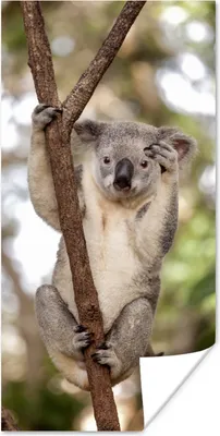 Produktbild von MuchoWow® Poster Koala - Äste - Tier - Kinder - Jungen - Mädchen 60x120 cm - Wandschmuck