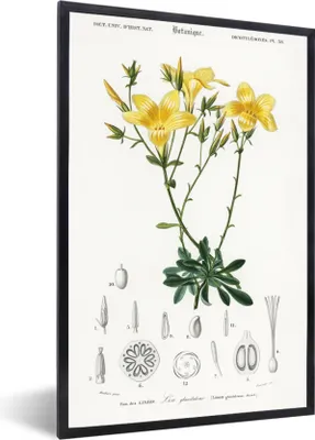 Produktbild von MuchoWow® MuchoWow® Gerahmtes Poster Pflanze - Vintage - Blatt 60x90 cm - Poster mit zchwarzem Bilderrahmen - Kunst
