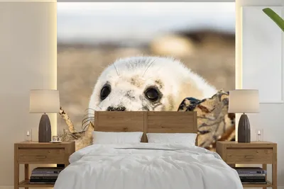 Produktbild von MuchoWow® Fototapete für Wohnzimmer oder Schlafzimmer Wandtapete Vinyl Motivtapete Robbe hinter Sandhügeln versteckt - 300x300 cm - Wanddekoration