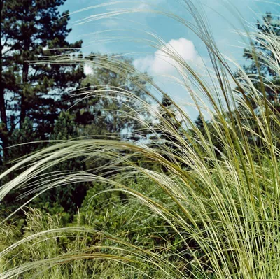 Produktbild von Stipa barbata, Federgras, ca. 9x9 cm Topf