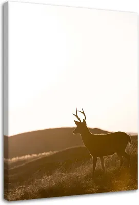 Produktbild von Leinwandbild junge hirsche 70x100 cm Feeby braun wandbild bereit zum aufhängen