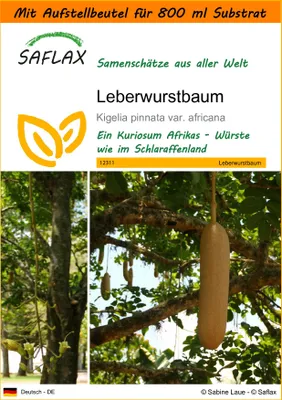 Produktbild von SAFLAX - Garden in the Bag - Leberwurstbaum - 10 Samen - Mit Anzuchtsubstrat im praktischen, selbst aufstellenden Beutel - Kigelia pinnata