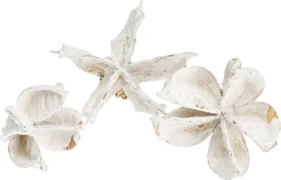 Produktbild von Baumwollknospen Weiß 250g – Baumwolle Pods getrocknet – Naturdeko für Hochzeit