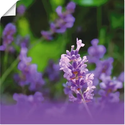 Produktbild von ARTland Poster Lavendel Größe: 30x30 cm