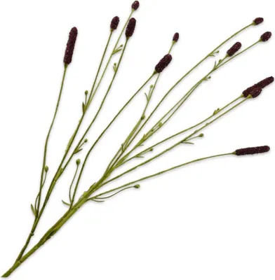Produktbild von Silk-ka Künstliche Blumen, Seidenblumen, Pimpernel-Zweig, braun, 84 cm, pro 2 Stück