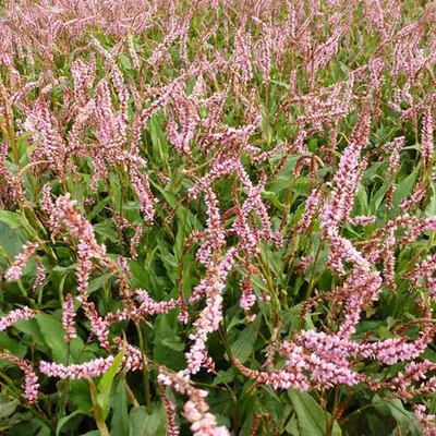 Obrázok produktu pre 6 x sviečka  - Persicaria amplexicaulis 'Pink Elephant'  | Kvetináč 9 cm x 9 cm