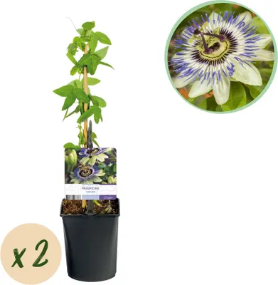 Produktbild von GreenboutiQ - Passionsblume - Passiflora caerulea - Blüte Blau mit Grün Weiß - Wenig Pflege - 2 Pflanzen - Topf 11cm Höhe 40cm