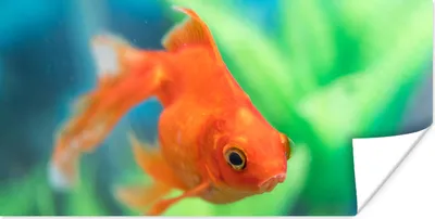 Produktbild von MuchoWow® Poster Goldfisch in einem Süßwasseraquarium 40x20 cm - Poster für die Wand - Poster Schlafzimmer