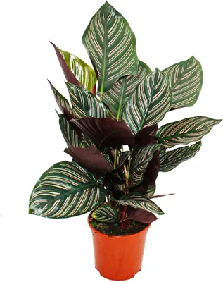 Produktbild von Schattenpflanze mit ausgefallenem Blattmuster - Calathea ornata - 14cm Topf - ca. 50cm hoch