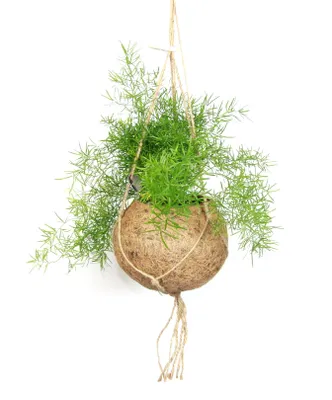 Obrázek produktu pro Kokodama Asparagus sprengeri (L)