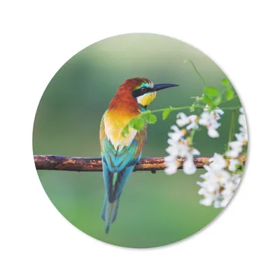 Produktbild von MuchoWow® Mauspad Mousepad Vogel - Bienenfresser - Blumen 40x40 cm - Mousepads - Maus Mat - Pad - Mausunterlage - Schreibtisch Accessoires