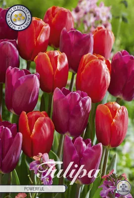 Artikelbild 2 von 'Tulpe Powerful (10 Stück)' aus der Kategorie Tulpenzwiebeln