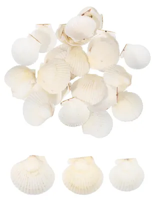 30 Fächermuscheln, 4-5 cm, weiß, natürlich, für Basteln & Deko