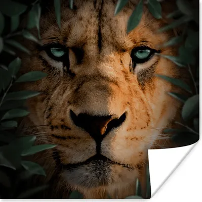 Produktbild von MuchoWow® Poster Pflanzen - Löwe - Natur 75x75 cm - Wand Dekoration