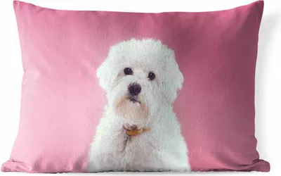 Produktbild von MuchoWow® Outdoor Kissen - Malteser Hund mit rosa Hintergrund - 60x40 cm - Wetterfest - Lounge Kissen - Zierkissen - Kissen für Innenräume