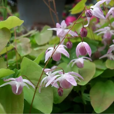 Produktbild von 6 x Elfenblume  - Epimedium youngianum 'Roseum'  | Topf 9cm x 9cm