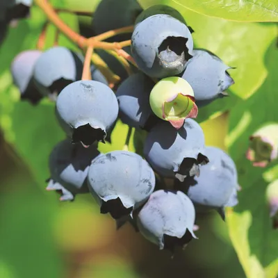 Obrázek produktu pro Borůvka Vaccinium corymbosum Bluecrop, 2 rostliny, mrazuvzdorné, 15 cm, 50 cm, dekorativní