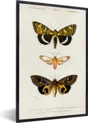 Produktbild von MuchoWow® MuchoWow® Gerahmtes Poster Schmetterling - Vintage - Insekten 40x60 cm - Poster mit zchwarzem Bilderrahmen - Papierdruck - Wandbilder