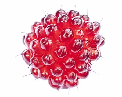 Propagazione Di Bacche Di Vino Giapponesi: Suggerimenti Per La Coltivazione Di Bacche Di Vino Giapponesi - Foto 2