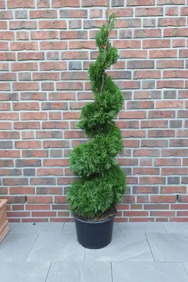 Produktbild von Thujaspirale ‘Smaragd’ 140–150 cm – Thuja occidentalis, immergrün, winterhart bis -30°C, Formschnitt Spirale