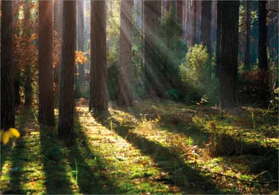 Produktbild von Wallario Poster - Sonnenstrahlen im Herbstwald, Kunstdruck Größe: 70 x 100 cm
