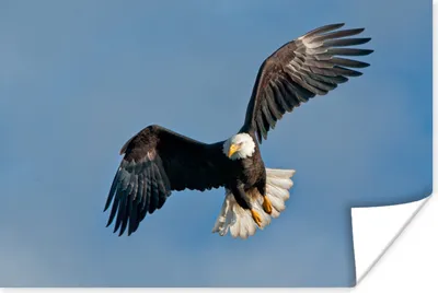 Produktbild von MuchoWow® Poster Ein amerikanischer Weißkopfseeadler am blauen Himmel 120x80 cm - Bilder