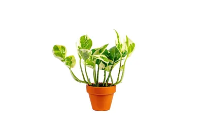 Obrázok produktu pre Gardners Epipremnum N Joy, priemer 6 cm