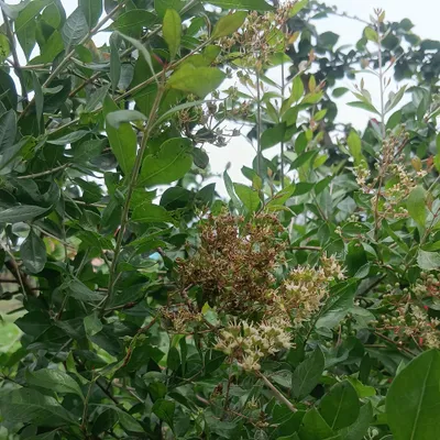 Immagine prodotto di Henné (Lawsonia inermis)  - 50 semi