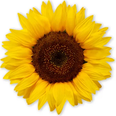 Produktbild von younikat Aufkleber Sonnenblume | 20 cm | selbstklebende Folie Sticker Deko I dv1511