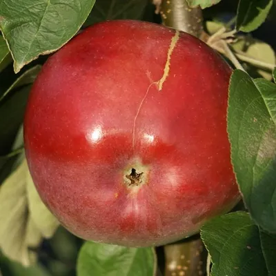 A close-up of a red apple on a tree branch, surrounded by green leaves.