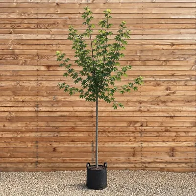 Produktbild von Rot-Ahorn 250-300 cm, Stammumfang 10-12 cm - Acer rubrum Hochstamm