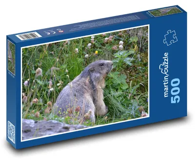 Obrázok produktu pre martinpuzzle - Puzzle 500 - Svišt na alpínskych lúkach