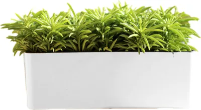 A white rectangular planter filled with lush green plants, set against a white background.