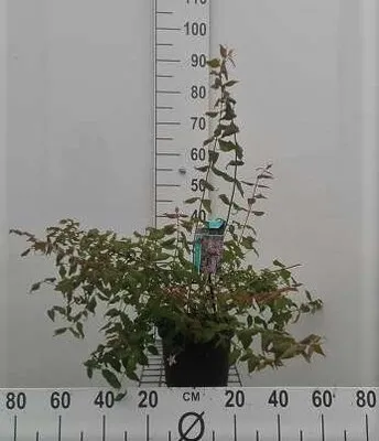 Produktbild von Kolkwitzia amabilis 'Pink Cloud' - Perlmuttstrauch  30- 50 cm - Container
