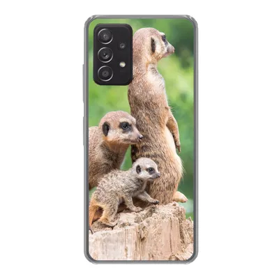 Produktbild von MuchoWow® Handyhülle Schutzhülle Hülle für Samsung galaxy a73 Erdmännchen - Baumstumpf - Jungtier Silikon Softcase Handy Hülle - Handyhülle
