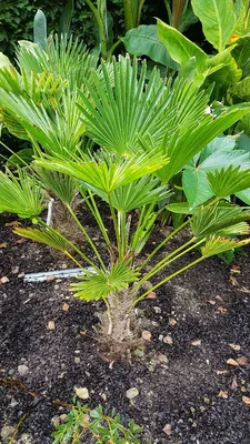 Image de Trachycarpus wagnerianus / Palmier nain de Chusan
