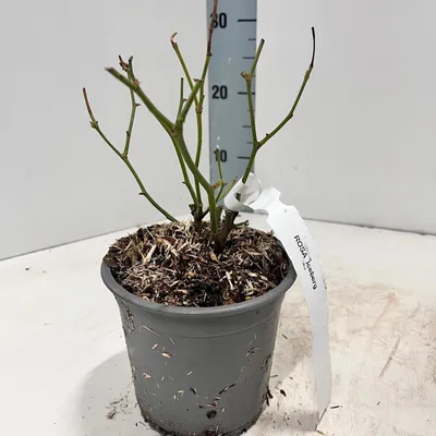 Image de Rosa 'Iceberg' ® - Rose | 10-15 cm en pot