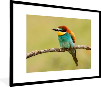 Produktbild von MuchoWow® Gerahmtes Poster Vogel - Bienenfresser - Tiere 80x60 cm - Poster mit Schwarzem Bilderrahmen Wandposter Rahmen Foto Bilder - Schlafzimmer-Dekorationen - Fotoposter