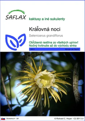 Obrázok produktu pre SAFLAX - Kráľovná noci - Selenicerus grandiflorus - 40 Semená
