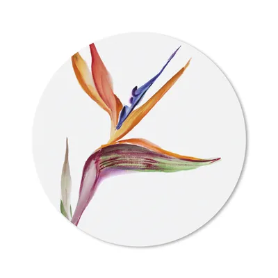 Produktbild von MuchoWow® Mauspad Mousepad Strelitzia - Aquarell - Blumen 30x30 cm - Mousepads - Maus Mat - Pad - Mausunterlage - Tischunterlage - Schreibtischmatten